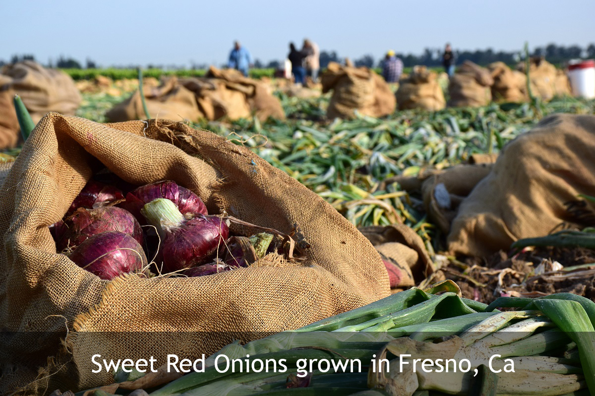 Red Onion Field Cure