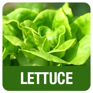 lettuce-2