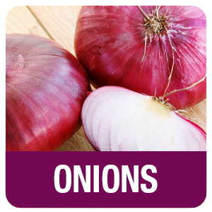 onions-2